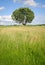 Single tree on a meadow