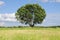 Single tree on a meadow