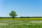 Single tree between meadow full of faded dandelions and yellow rapeseed field