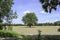 Single tree in the middle of a farm field