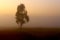 Single tree in the mist