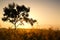 Single tree on morning summer sunlight