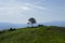 Single tree on the mountain with plane contrail