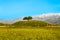 Single tree and mountains, sky in Kazakhstan, Almaty, road in Issyk