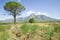 Single tree and mountains in Stellenbosch wine region, outside of Cape Town, South Africa