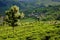 A single tree on ooty tea estate