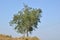 Single tree In Open Sky In Fornt