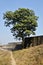 Single tree In Open Sky In Fornt