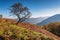 Single Tree overlooks Borrowdale Valley