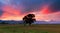 Single tree on a paddy field at Sabah, Borneo