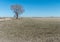 Single tree in pasture