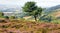 Single tree and purple heather Quantock Hills in Somerset