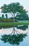 Single tree and reflection in a tropical pond at dusk on a golf course