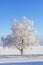 Single tree by the road in a rural wintry landscape