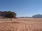 Single tree and road wadi rum