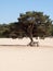 Single tree on sand dune