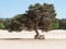 Single tree on sand dune