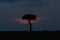 A single tree on the savannah at sunset