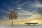 Single tree and seat bench at park empty and alone marking seasonal depression