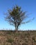 Single tree at the side of a lonely gravel road