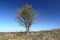 Single tree at the side of a lonely gravel road