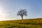 Single tree siluette on grass field against blue sky