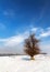 Single tree in snow near the Danube