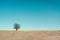 A single tree in a snowfield in winter at dusk. The blue sky offers a large and solid copy space