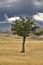 Single tree, solitary antelope, hills, and sky landscape in Montana