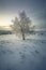 Single Tree in a solitude Winter Landscape