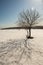 Single Tree in a solitude Winter Landscape