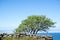 Single tree by a stonewall at coast with calm water