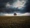 Single tree and storm clouds