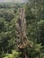 Single tree stump within the forest