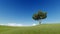 Single tree on a summer meadow