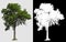 Single tree on transparent picture background with clipping path, single tree with clipping path and alpha channel on black