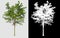 Single tree on transparent picture background with clipping path, single tree with clipping path and alpha channel on black