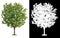 Single tree on transparent picture background with clipping path, single tree with clipping path and alpha channel on black