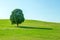 Single tree,Tree in field and blue sky.Olympic park in korea.