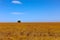 Single tree in the wide open land