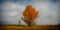 Single tree of a wild pear covered with autumn foliage against t