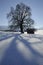 Single tree in winter