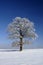 Single tree in winter