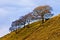 Single trees in the hills, Peak District.