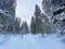 Single trees and mixed subalpine forest in the snow-covered glades of the Obertoggenburg region
