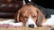 A single tricolour Beagle asleep on a carpet