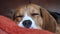 A single tricolour Beagle asleep on a sofa