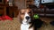 A single tricolour Beagle lying on a carpet