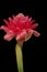 Single Tropical flower torch ginger etlingera elat