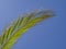 Single tropical palm leaf with blue background